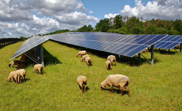 Solar Grazing